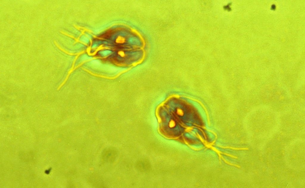 Giardia intestinalis cells