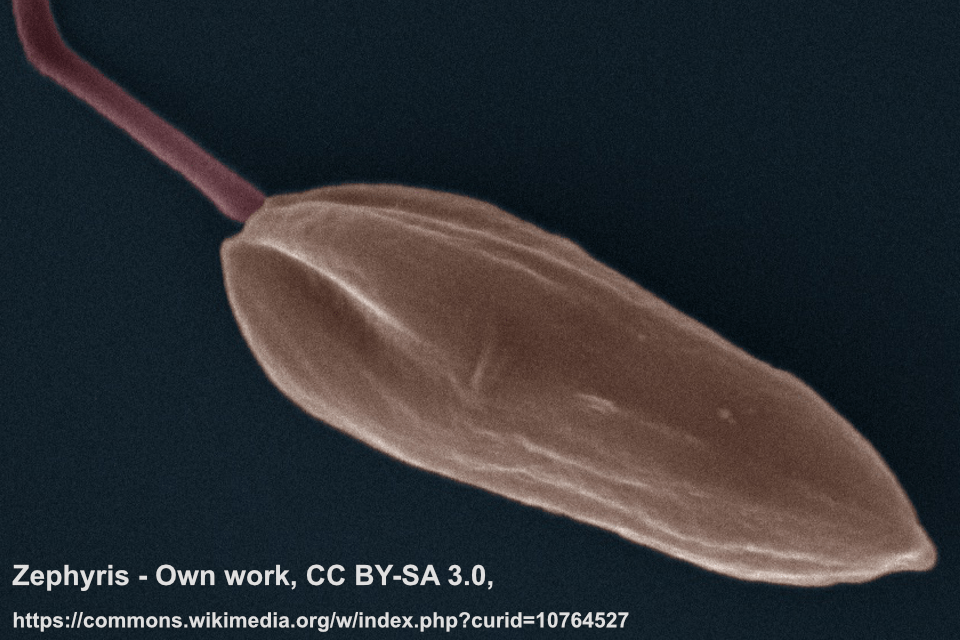 Leishmania mexicana promastigote scanning electron microscope image