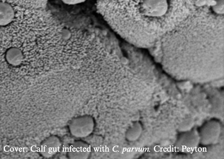 Calf gut infected with C. parvum
